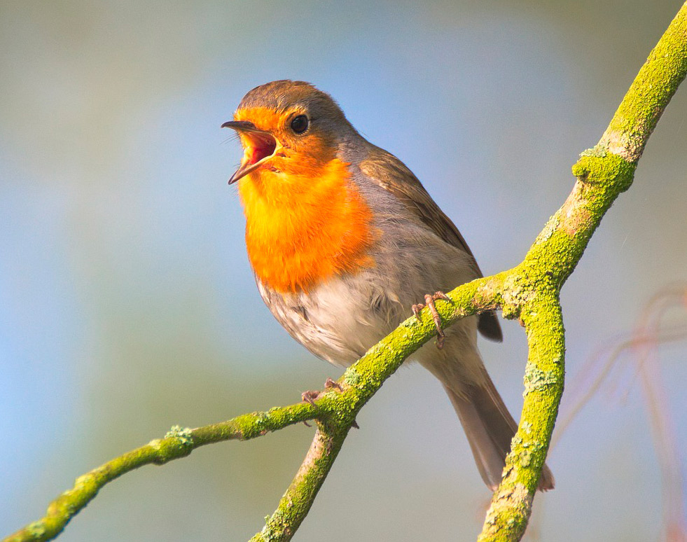 Emotionen in der Stimme